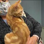 Animal Crackers Veterinary Clinic