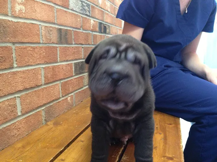 Animal Crackers Veterinary Clinic Picture 8