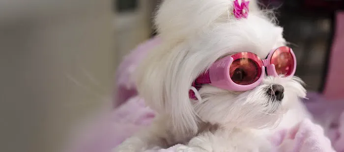 Furrylicious, LLC Picture 2