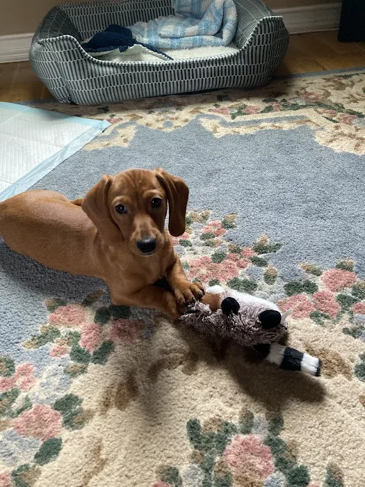 Furrylicious, LLC Picture 7