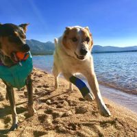 Thera-Paw, Inc. ico
