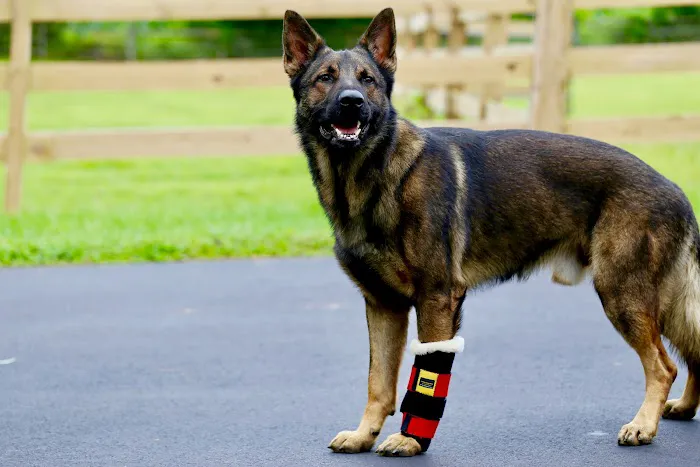 Thera-Paw, Inc. Picture 8