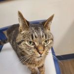 Exclusively Cats Medical Center of Medford