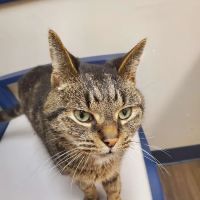 Exclusively Cats Medical Center of Medford ico