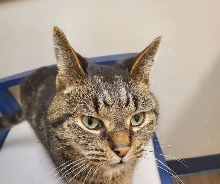 Exclusively Cats Medical Center of Medford