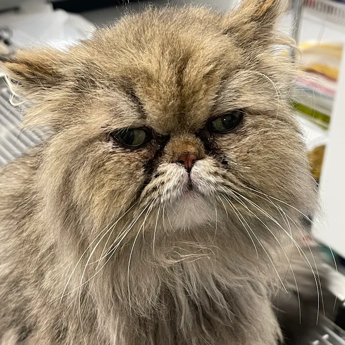 Exclusively Cats Medical Center of Medford Picture 3