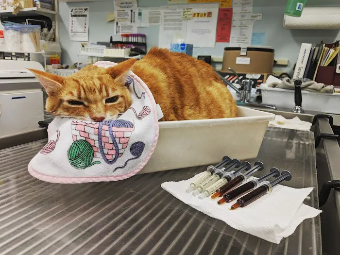 Exclusively Cats Medical Center of Medford Picture 2
