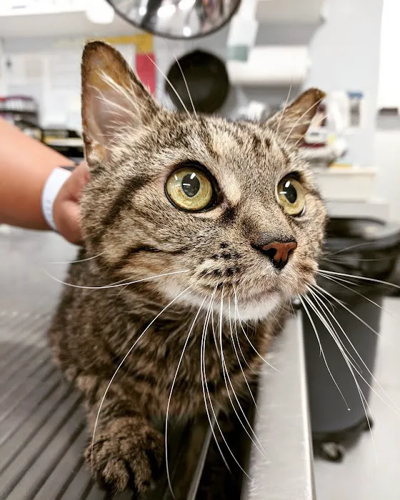 Exclusively Cats Medical Center of Medford Picture 6