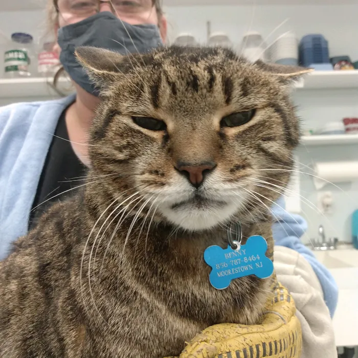 Exclusively Cats Medical Center of Medford Picture 5