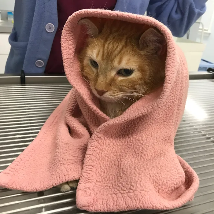 Exclusively Cats Medical Center of Medford Picture 4
