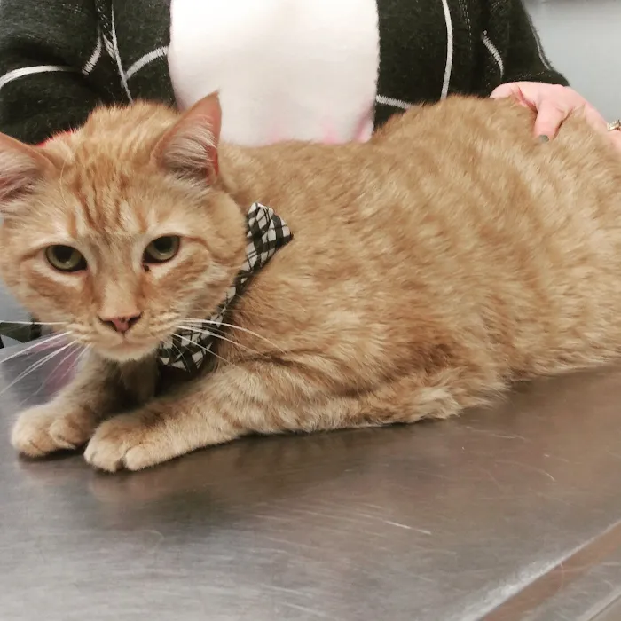 Exclusively Cats Medical Center of Medford Picture 7