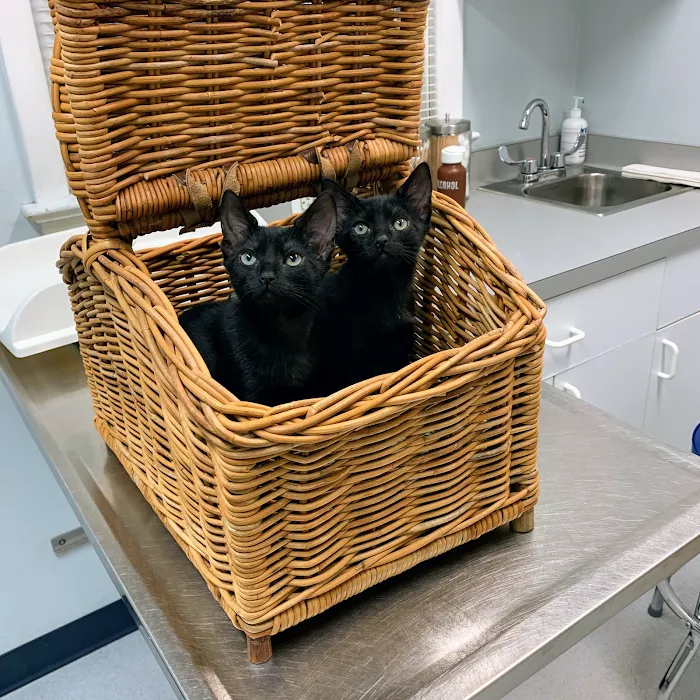 Exclusively Cats Medical Center of Medford Picture 9