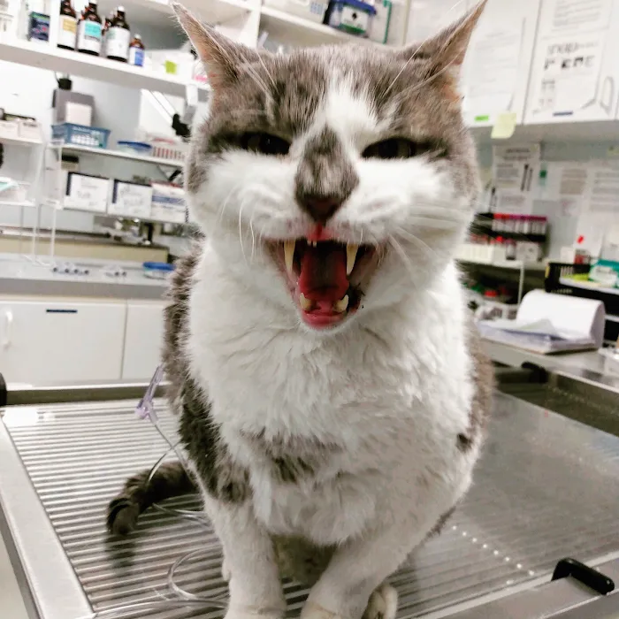 Exclusively Cats Medical Center of Medford Picture 8