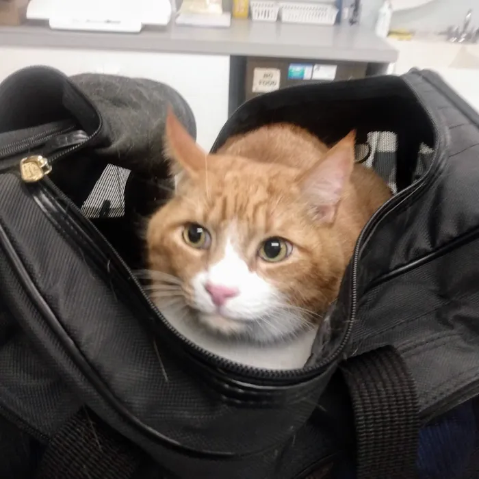 Exclusively Cats Medical Center of Medford Picture 10