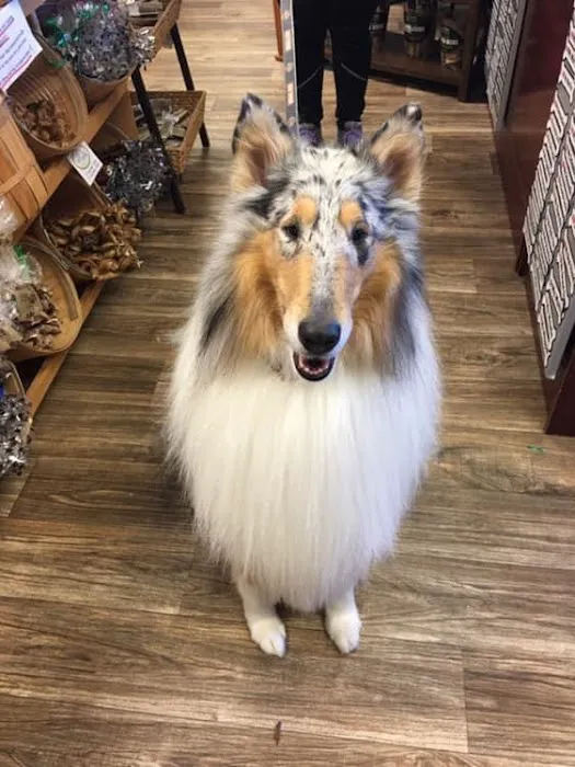 Well Bred - The Healthy Pet Marketplace & DOG GROOMERS Picture 6