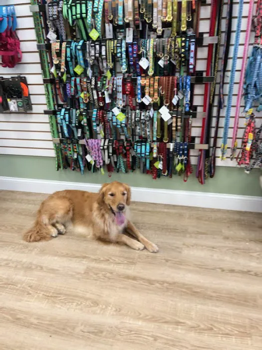 Well Bred - The Healthy Pet Marketplace & DOG GROOMERS Picture 5