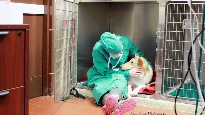 Medford Animal Hospital Picture 1