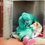 Medford Animal Hospital