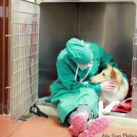Medford Animal Hospital ico