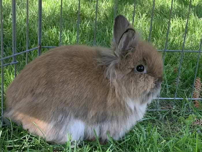 All About Pets Picture 10