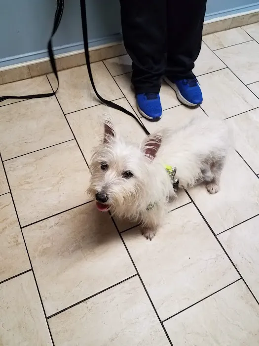 HousePaws Mobile Veterinary Service of Atco Picture 4