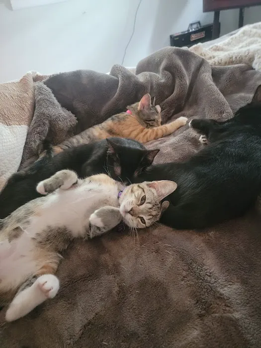 HousePaws Mobile Veterinary Service of Atco Picture 8