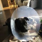 Thrive Pet Healthcare - Sicklerville