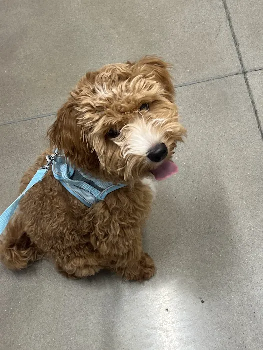Thrive Pet Healthcare - Sicklerville Picture 4