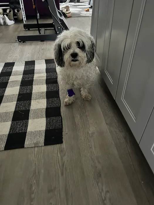 Thrive Pet Healthcare - Sicklerville Picture 9