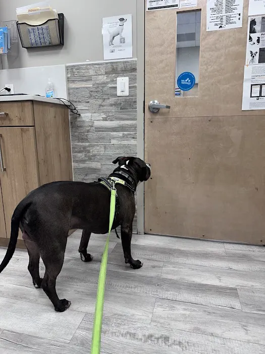 Pet Check Urgent Care Picture 3