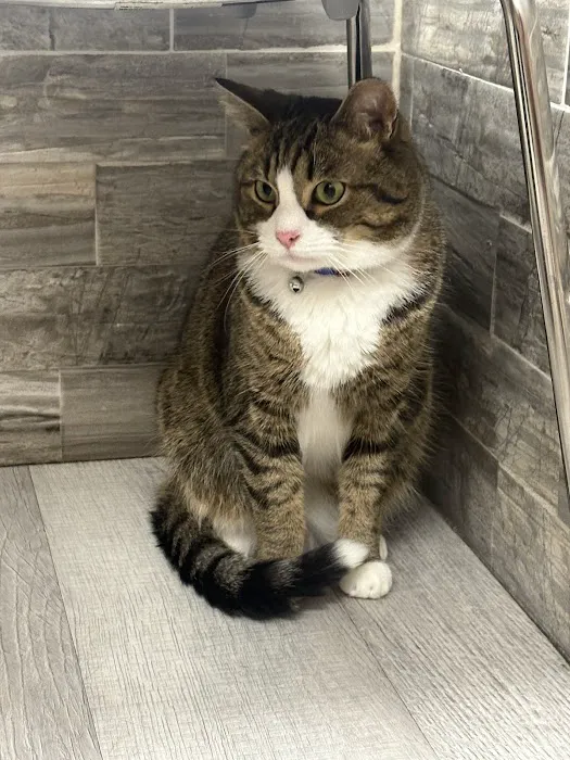 Pet Check Urgent Care Picture 2
