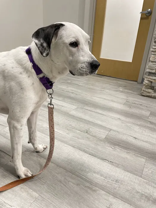 Pet Check Urgent Care Picture 5