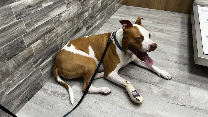 Pet Check Urgent Care Picture 4