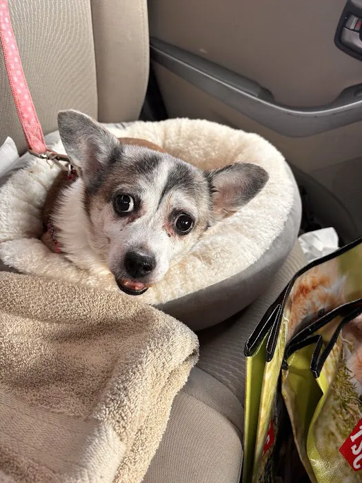 Pet Check Urgent Care Picture 8