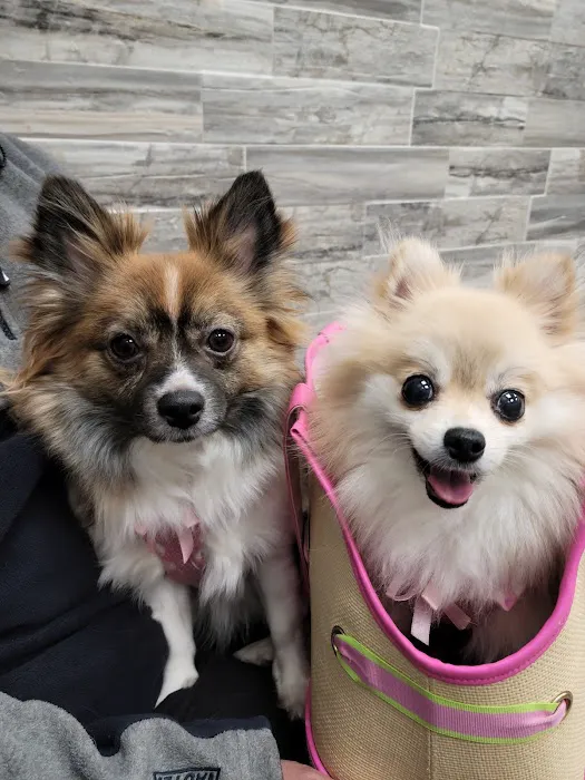Pet Check Urgent Care Picture 9