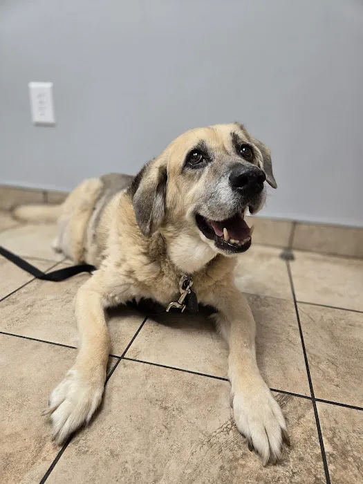 Cross Keys Animal Hospital Picture 1