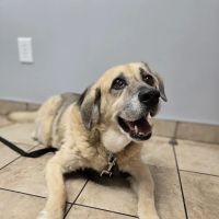 Cross Keys Animal Hospital ico