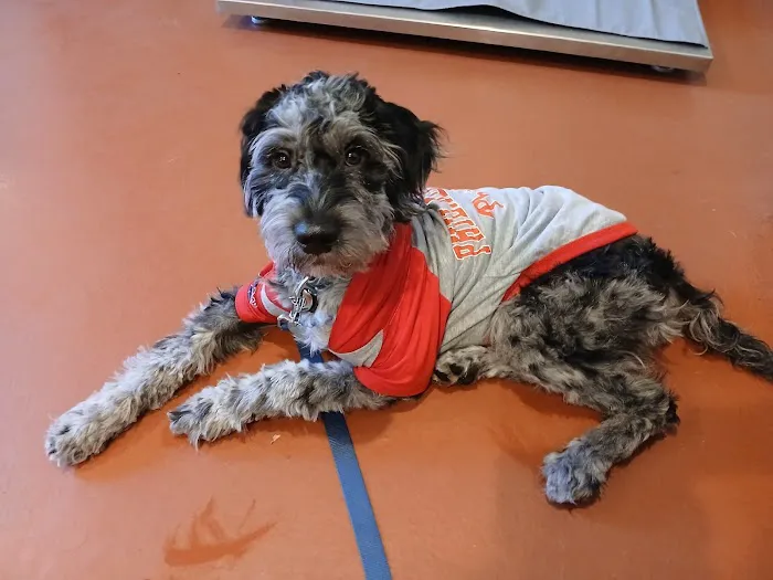 Cedar Brook Animal Hospital Picture 4