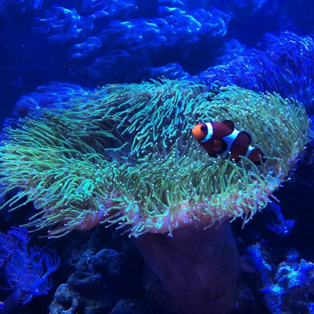 JK-Fish Picture 2