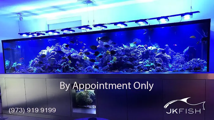 JK-Fish Picture 3