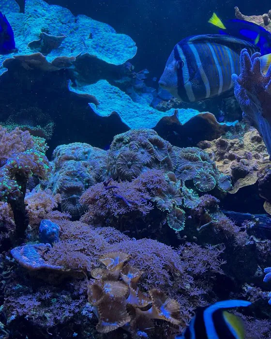 JK-Fish Picture 5