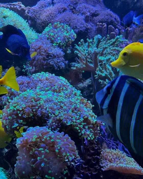 JK-Fish Picture 9
