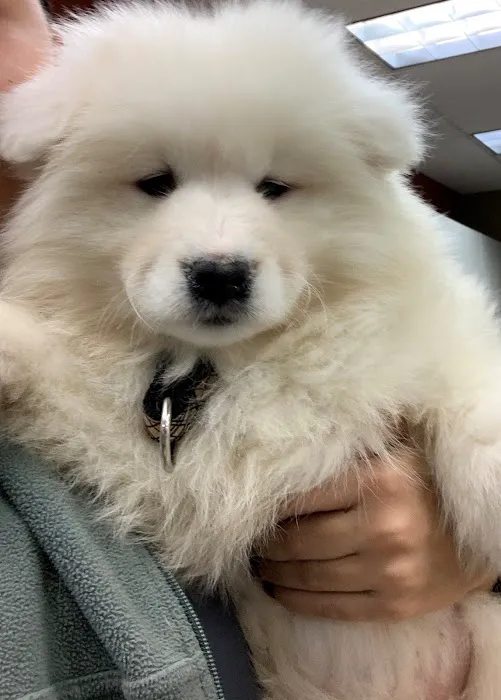 VCA Winslow Animal Hospital Picture 8