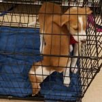 Petco