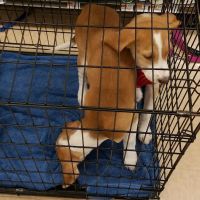 Petco ico