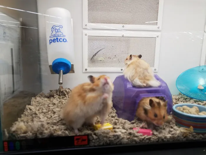 Petco Picture 4