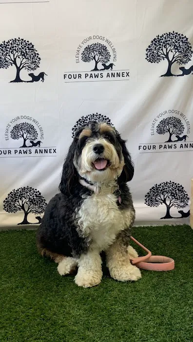 Four Paws Annex Picture 8