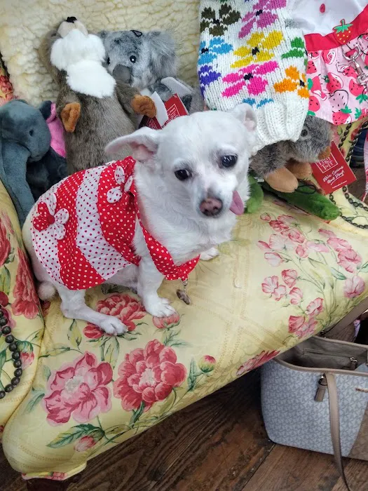 Winky's Pet Boutique Picture 8