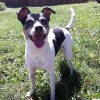 Concord Pike Veterinary Hospital: Xanthopoulos Cindy VMD ico