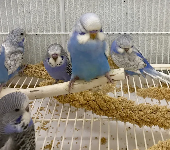 World of Birds Picture 6